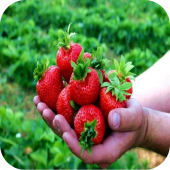Клубника "Королева Елизавета" 